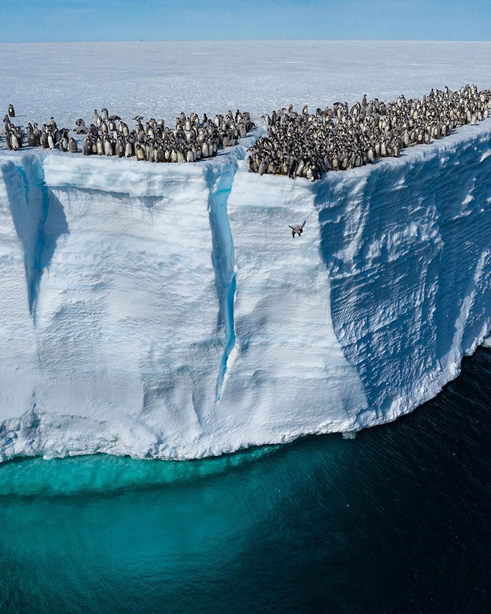 Record-Breaking Footage Captures Hundreds Of Baby Penguins Diving From 50-Foot Cliff