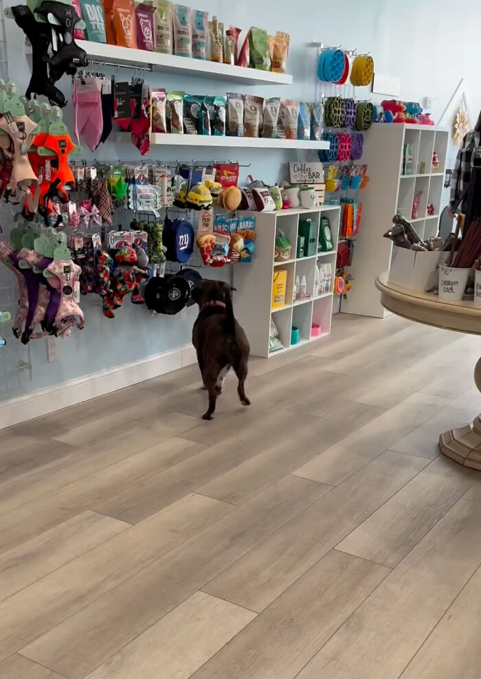 Reactive Dogs Are Now Able To Go On A Shopping Spree Thanks To Kind Pet Store Owner