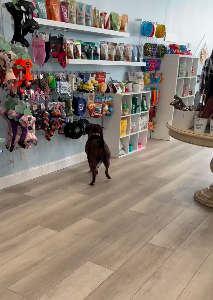 Misunderstood Doggies Can Finally Shop In Peace At This Pet Store