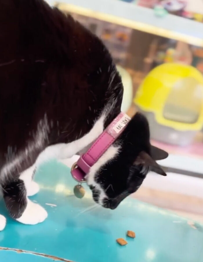 Pet Shop Rescues Stray Cat And Gives Her The Best Life At The Mall Pet Shop Rescues Stray Cat And Gives Her The Best Life At The Mall