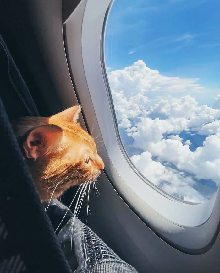 His Fourth Time On A Plane, But First Time Next To The Window! I Was Confident Enough To Let Stanley Peep Out