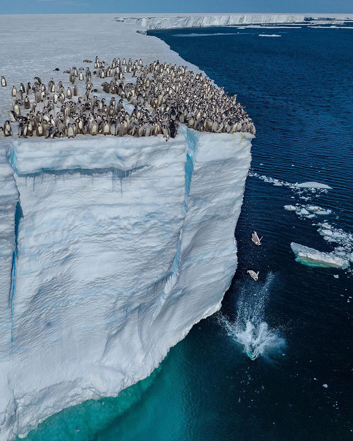 Record-Breaking Footage Captures Hundreds Of Baby Penguins Diving From 50-Foot Cliff