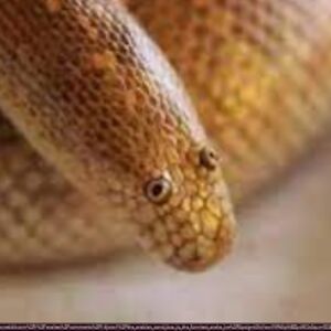 elianaeriksen avatar