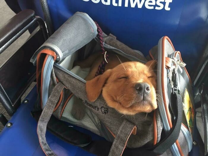 The Best Surprise Passenger You Can Have Next To You On A Flight