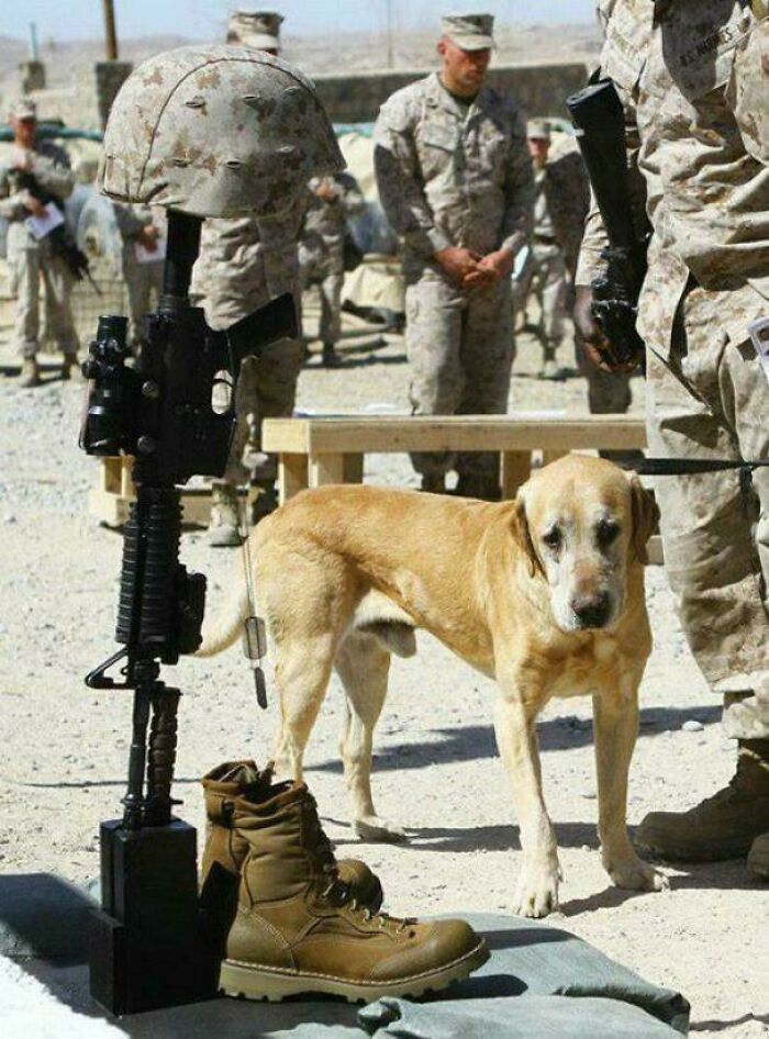 Perro despidiéndose de su humano, un soldado caído estadounidense. Guerra de Afganistán, 2004