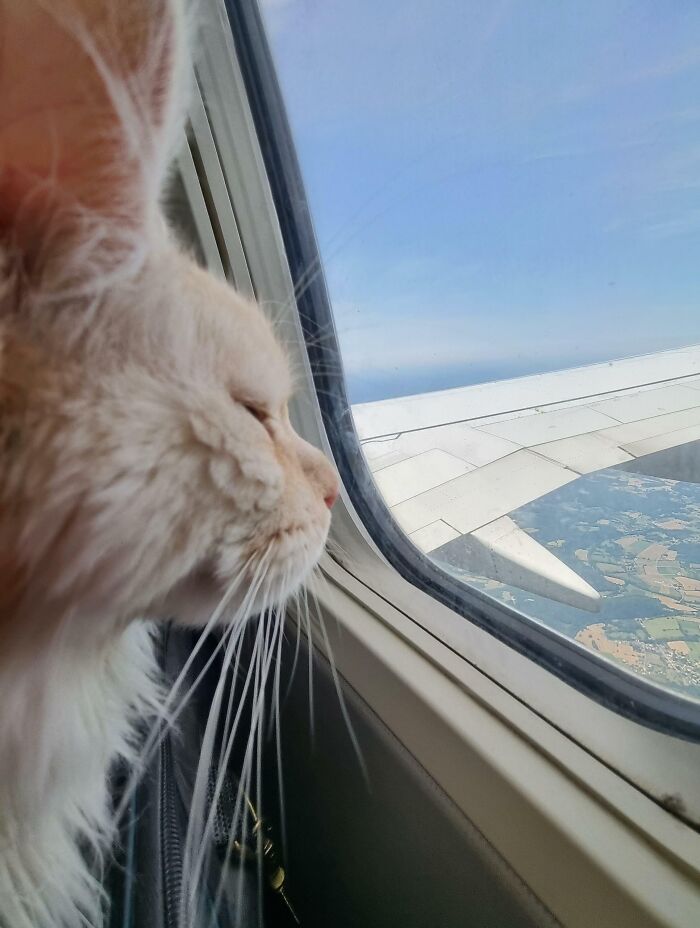 Took My Cat On A Plane