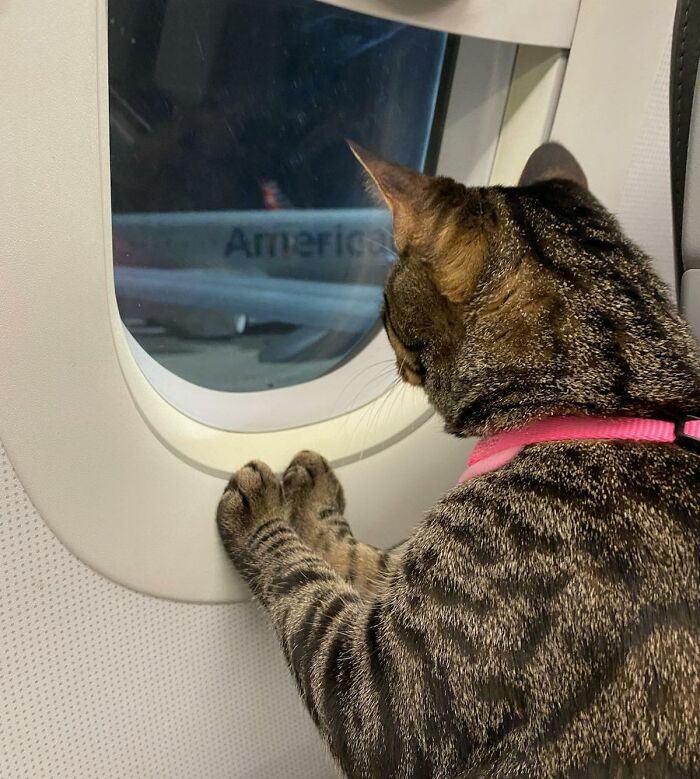 My Friend's Cat, Charlie, On His First Plane Ride