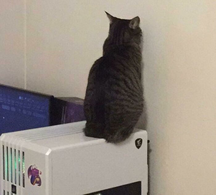 She Sits On My PC And Stares At The Wall