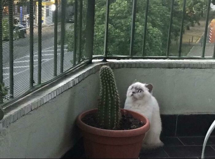 Why Is He Staring At A Cactus ?