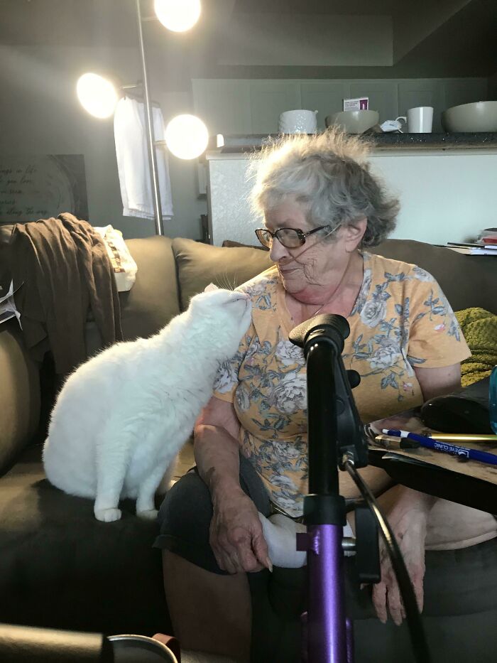 My Mom’s Cat Stares At Her Like This Until She Pets Him