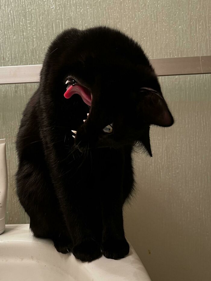 Mi gato bostezando con la cabeza torcida = terror