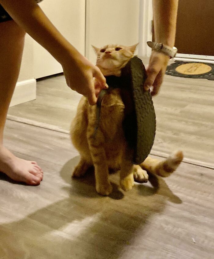 Sandals Are His Favorite Toy.. Until He Gets Stuck And I Have To Save Him