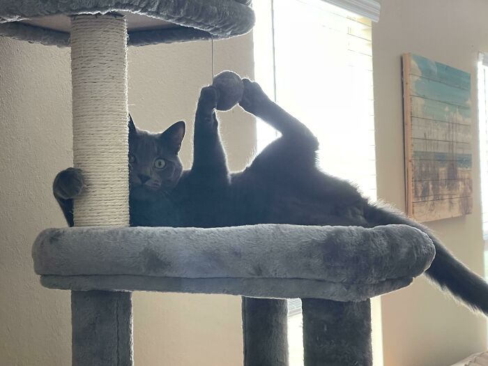 I Found Him Like This On The Cat Tree… I Don’t Even Know…