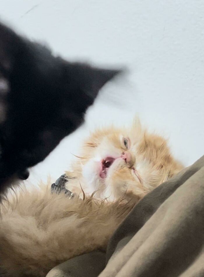 Groomed To Death By His Brother