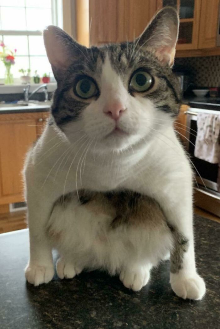 My Fur Nephew Kevin Wants To Be A Frog I Guess