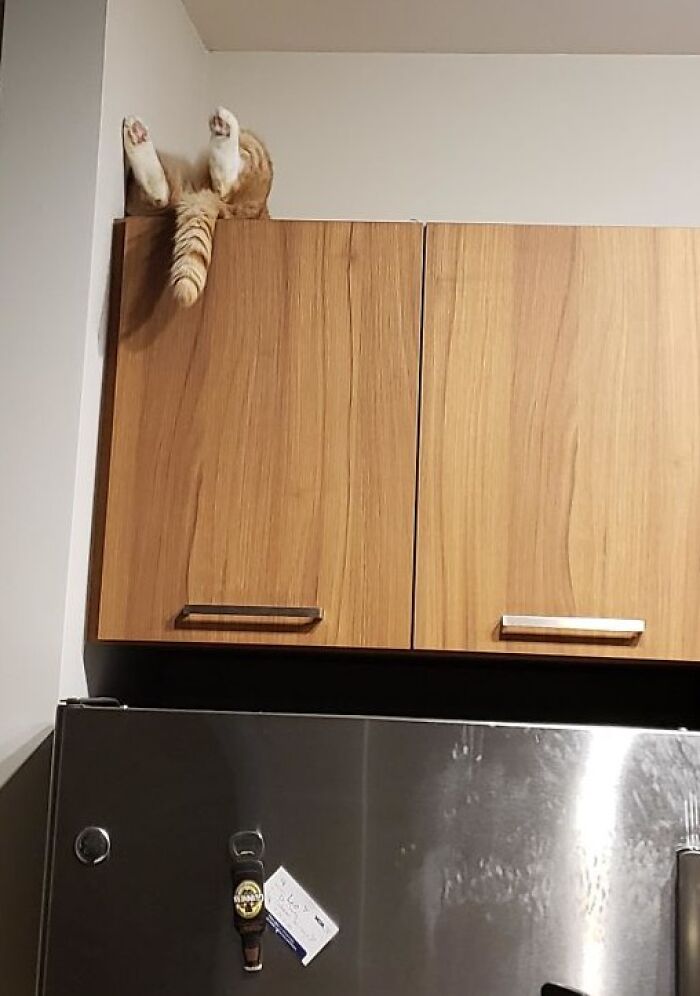 He Is Laying On His Back On Top Of The Cabinets With His Eyes Wide Open, Just Staring At The Ceiling