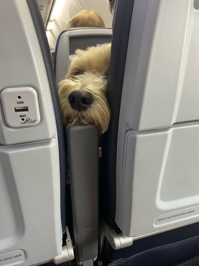 This Dog On My Flight