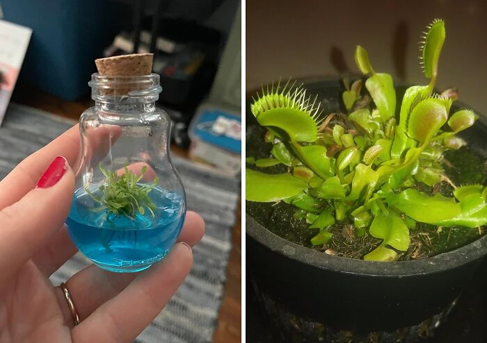 Experience Nature's Carnivorous Wonder By Growing Your Own Venus Flytrap