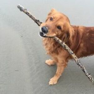 robin_elledge avatar