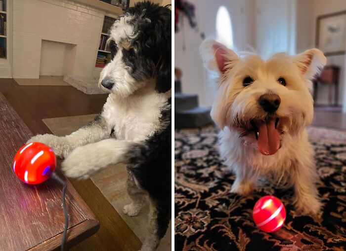 Playtime Revolution: Petdroid's Upgraded Ball Keeps Dogs Entertained For Hours!