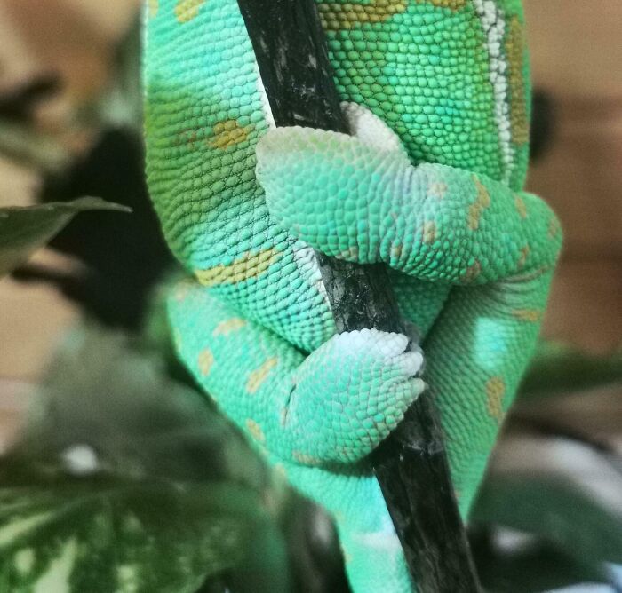 In Case Anyone Is Wondering What Chameleon Feet Look Like Up Close