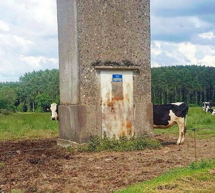 Long Cow
#photoshopirl #cow #strangeanimal #strangeanimals #strangethings #longcow #rural #rurallife