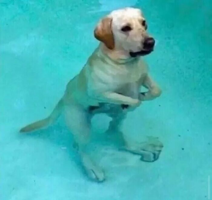 Tyrannodog
really Rare Specimen
•
•
•
•
#brachiosaurus #dinolover #dinosaurios #dinosaurs #ilovedinosaurs #jurassic #paleoart #stegosaurus #doggies #doggy #doglife #doglovers #dogs #dogslife #dogsofinstagram #dogstagram #hotsun #summer2020 #summertime #sunmer #sunmertime #swim #swiming #swimming #swimmingpools