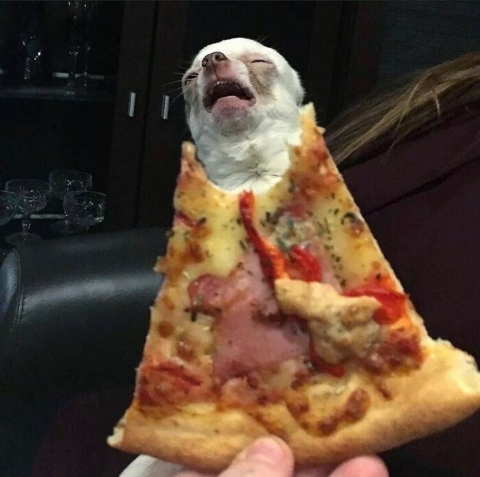 This Is Blessed
#blessed #blessedpictures #dogpizza #pizzadog #dogmeme #pizzameme #funnymeme #chihuahuameme #chihuahua #pizzachihuahua