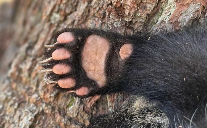 Bear Paw