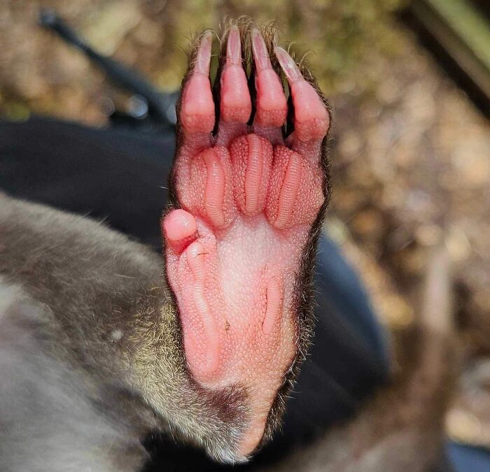 Quoll Beans. How Cute Is This Little Foot? 