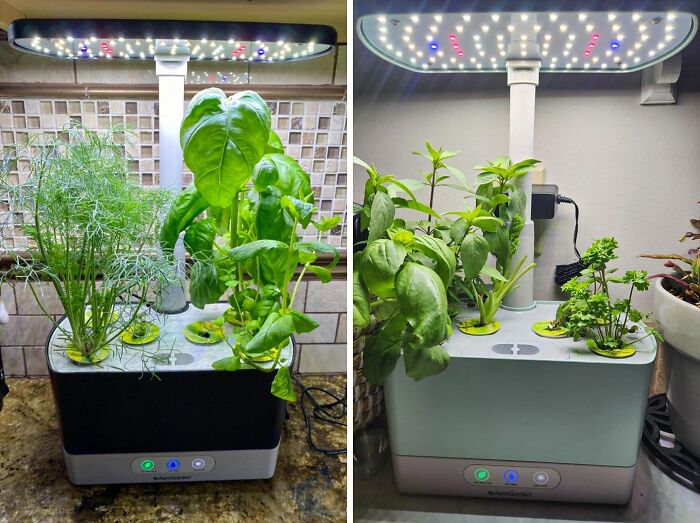 Herb Heaven In Your Home: Cultivate Flavor With Aerogarden Harvest Indoor Garden!