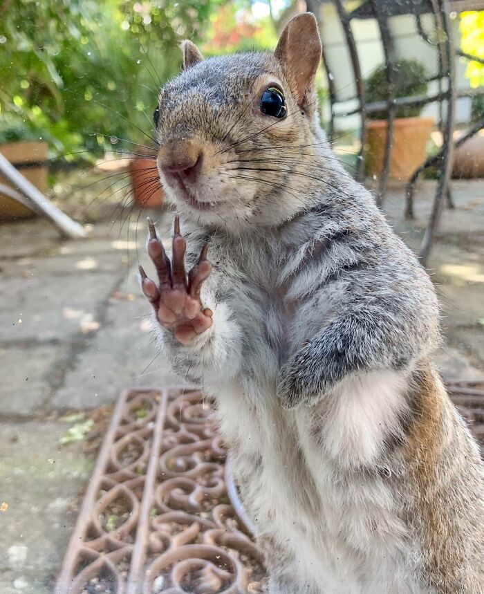 A Close-Up Of A Squirrel's Paw