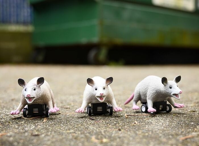 Sure, We're Fast, But Ever Bet On 3 Racing Possums? It's The Ultimate Race