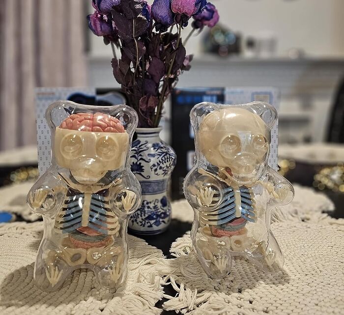 The Vital Part Of Life We Were Missing: Gummi Bear Model Kit, Clear. Who Knew Gummy Snacks Had Bones?