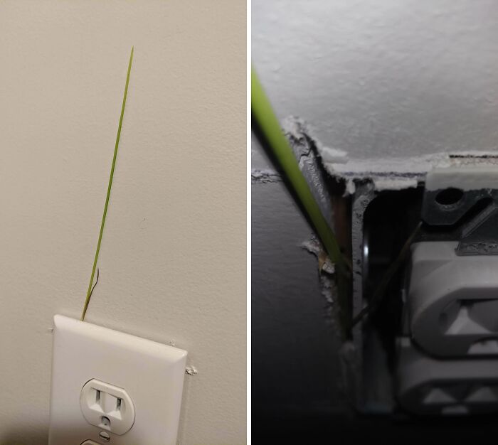 Grass/Weed(?) Grew From Outside,went Up Under Siding, And Made It Indoors By An Electrical Outlet. I Pulled Out The Root Outside But How Can I Fix It/Seal It?