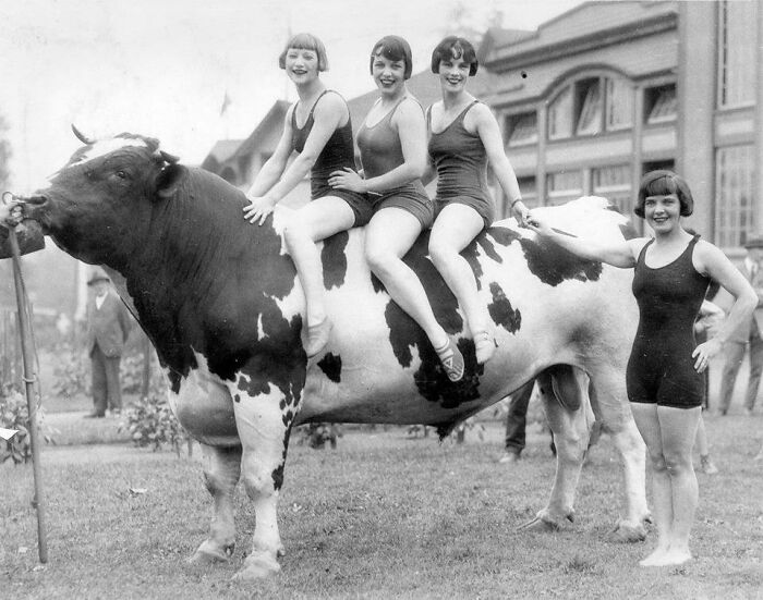 Mujeres en bañador posando con un toro premiado, Vancouver, 1927