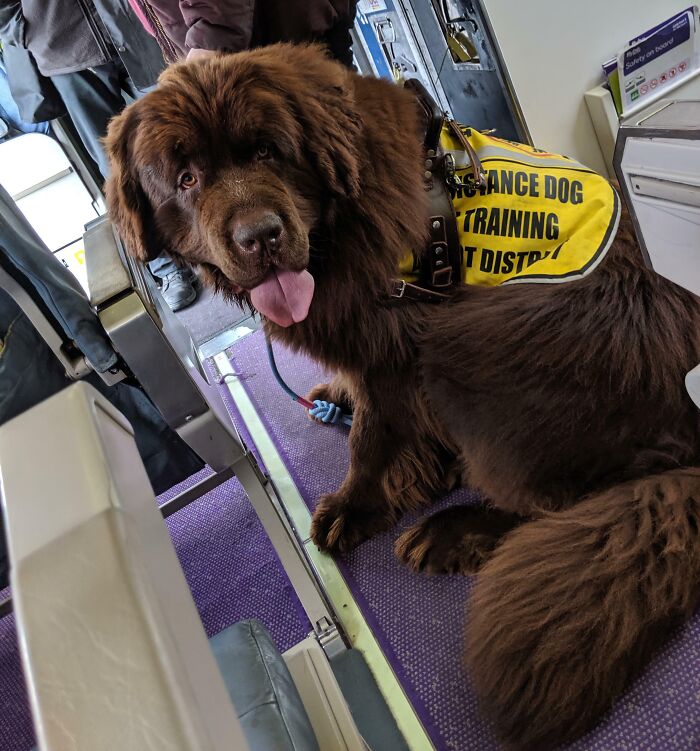 Assistance Dog In Training On A Plane. Hope You Enjoy This Picture