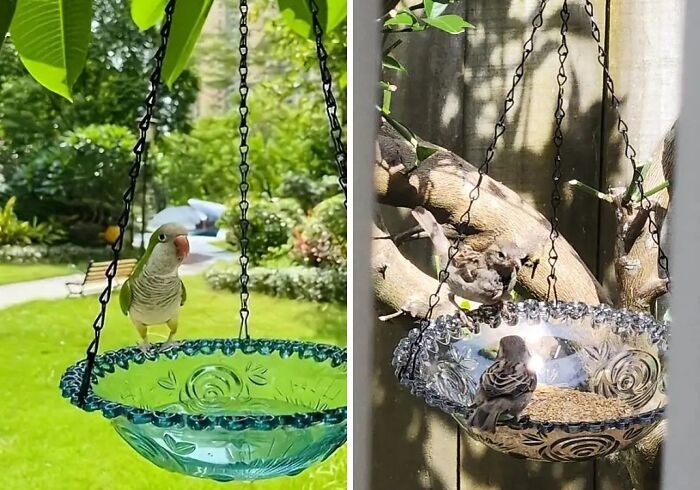 From Hummingbirds To Sparrows: A Hanging Bird Feeder Invites All Cute Birds To Your Garden!