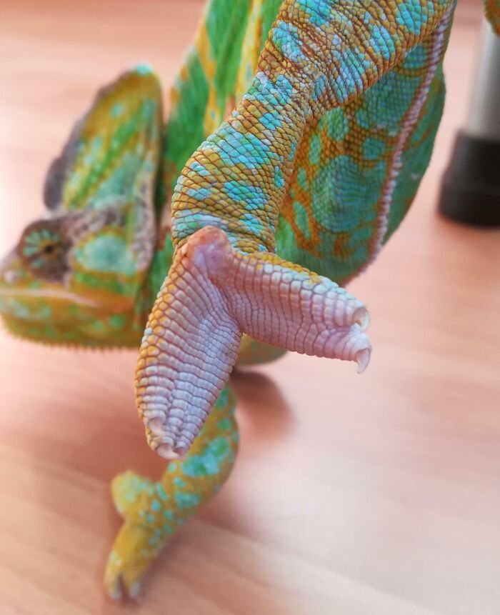 This Is How A Chameleon's Feet Look Like
