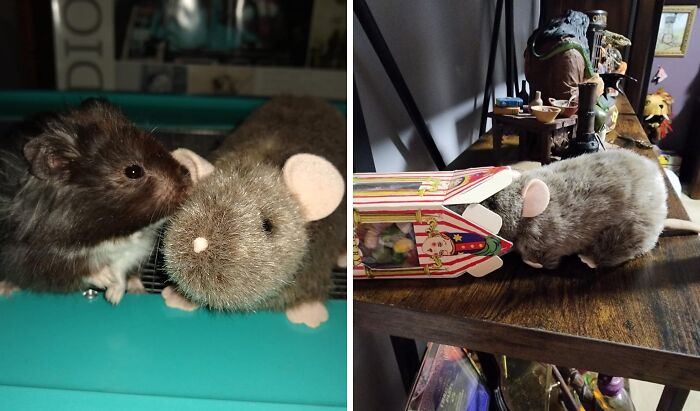 Rat-Tling Good Fun: Meet Reuben The Rat