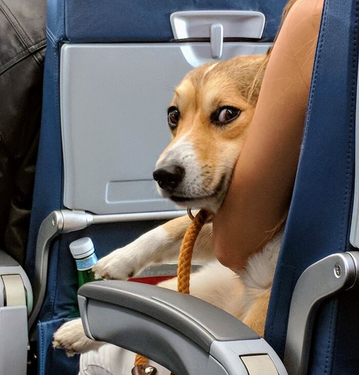 Who Needs In-Flight Movies When You Have An In-Flight Corgi?
