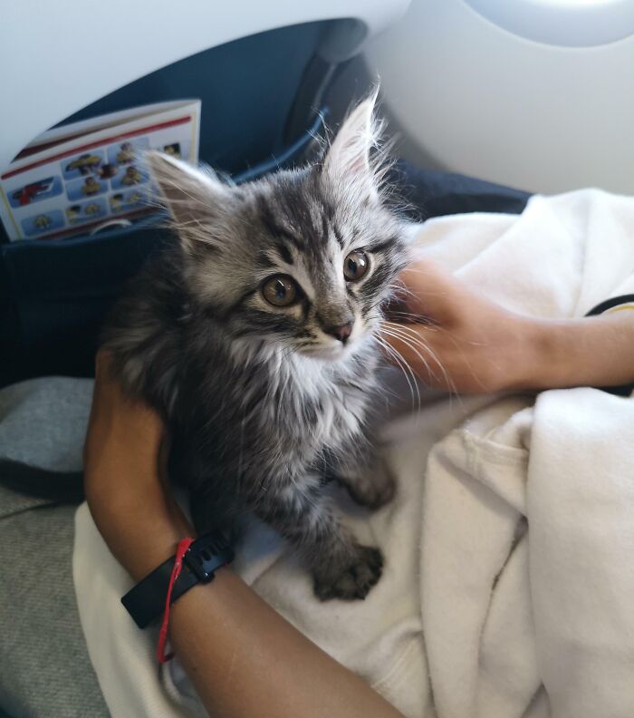 This Furry Passenger On Our Flight Was Traveling To Meet His New Family