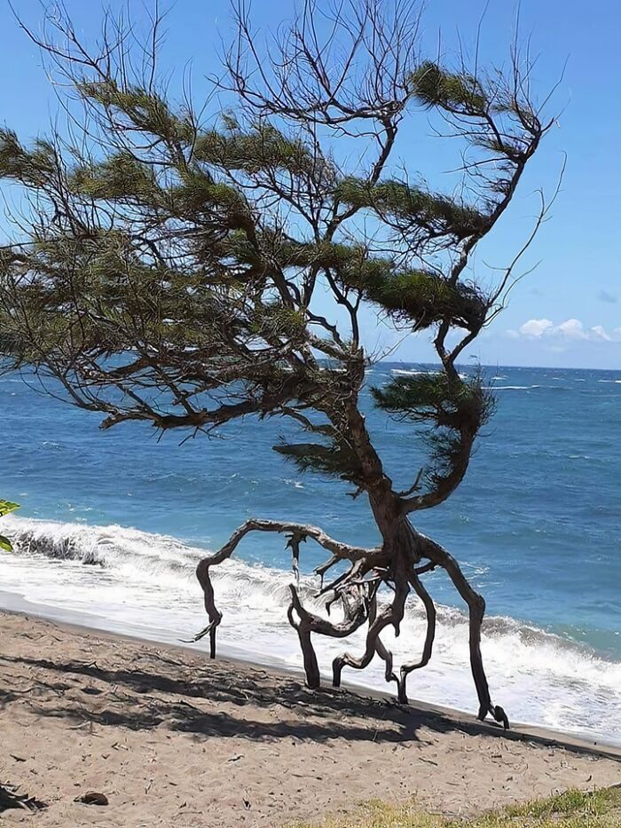 This Tree Photographed On Waihe’e Beach, Maui, Hawaii Islands, Looks Like It's Walking Or Running. Run Forrest! Run!!