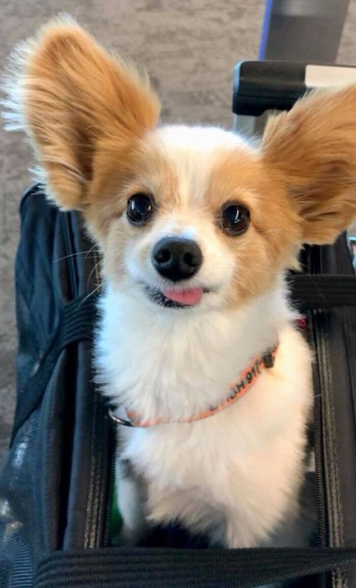 This Pup Can Make You Forget All About Your Flight Being Delayed