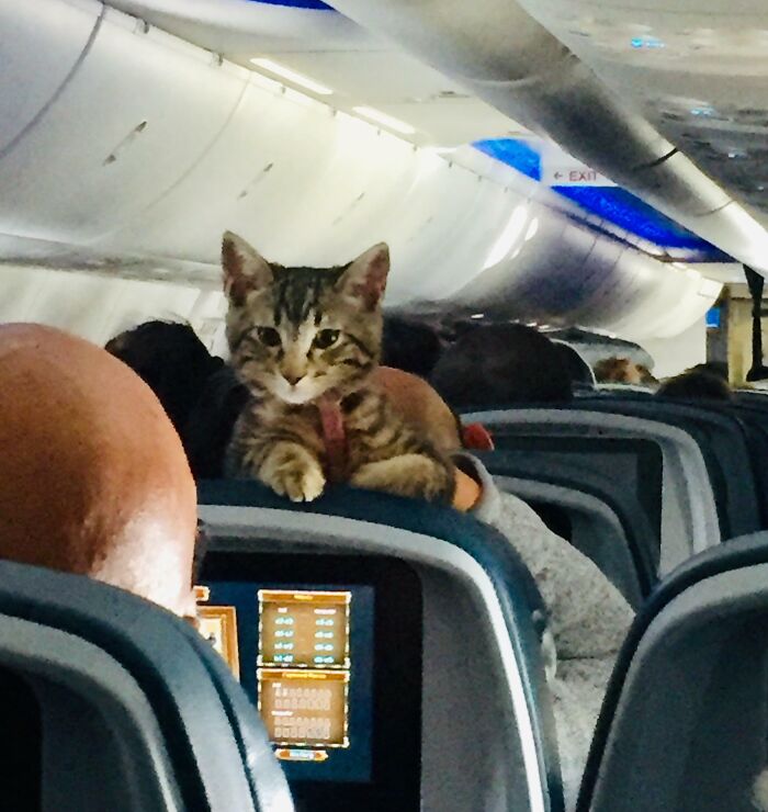 Had This Girl To Keep Me Entertained During My Flight