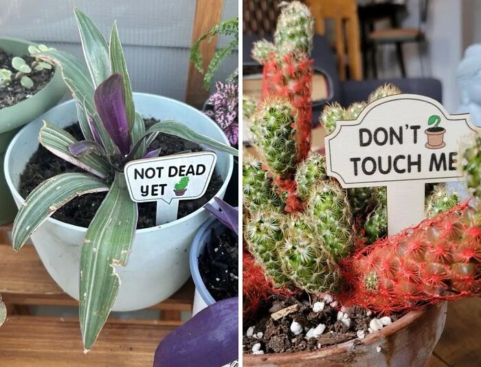 Tag Your Greens With Fun Wooden Plant Labels For A Good Laugh