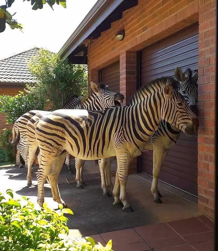 Imagine Waking Up To Find Them Outside Of The Window , In Howick, South Africa