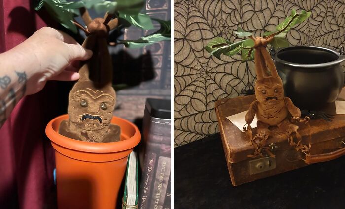 Root Awakening: The Coziest Mandrake In Diagon Alley
