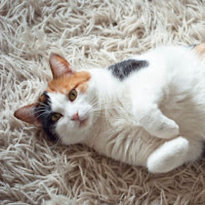 gracecochran_1 avatar