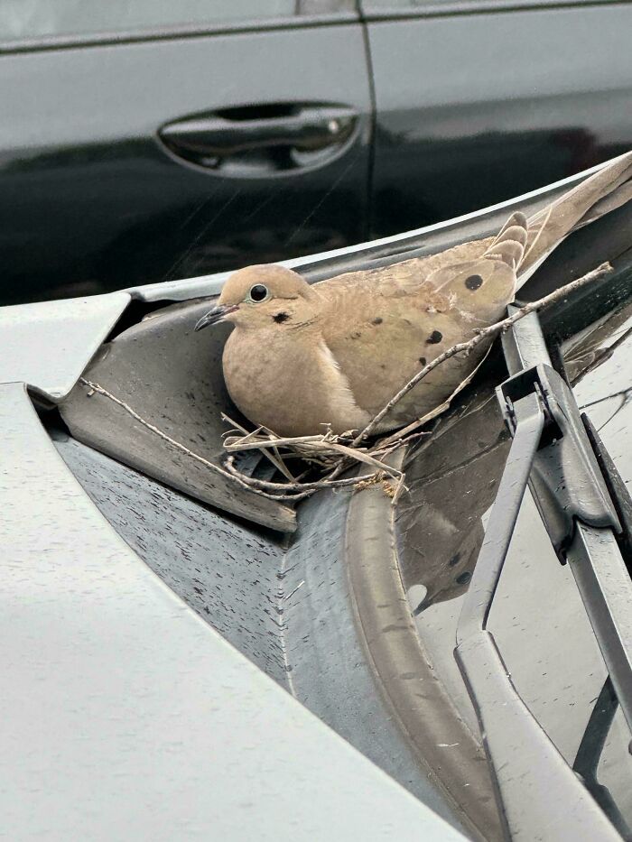 A Bird Made A Nest On My Car While I Was At The Gym